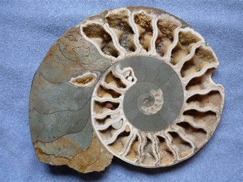 replacement on fossil presrvatopn.